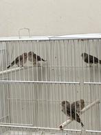 Witstuit edelzangers, Meerdere dieren, Tropenvogel, Geringd