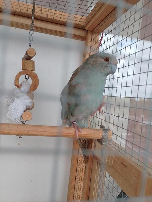 Mannelijke Kakariki GEZOCHT voor onze vrouw!, Dieren en Toebehoren, Vogels | Parkieten en Papegaaien, Parkiet, Vrouwelijk, Tam