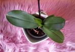 Orchidee 1, Minder dan 100 cm, Halfschaduw, Ophalen