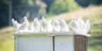 WITTE Duiven., Meerdere dieren, Overige soorten