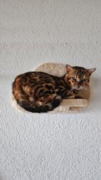Bengaalse kat, Dieren en Toebehoren, Poes