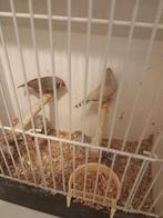 zebravinken, Meerdere dieren, Tropenvogel