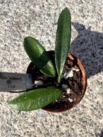Hoya ‘Shepherdell’, Ophalen, Overige soorten, Halfschaduw, Minder dan 100 cm