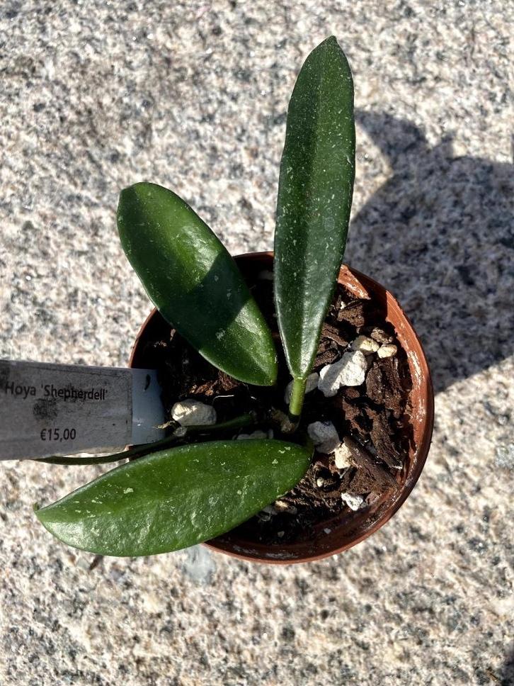 Hoya ‘Shepherdell’, Huis en Inrichting, Kamerplanten, Overige soorten, Minder dan 100 cm, Bloeiende kamerplant, Halfschaduw, Ophalen