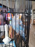 tamme parkiet, Dieren en Toebehoren, Geslacht onbekend, Parkiet, Pratend