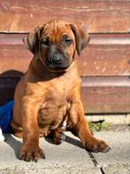 Rhodesian ridgeback meisje | klaar voor nieuw avontuur, Dieren en Toebehoren, Honden | Beagles, Bassets en Lopende honden, Overige rassen