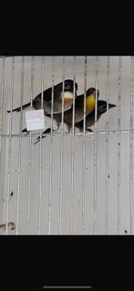 Koppel Japanse nachtegalen, Dieren en Toebehoren, Vogels | Overige Vogels, Meerdere dieren, Tropenvogel