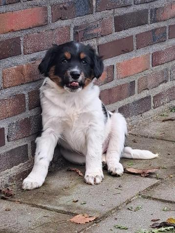 Prachtige pup. beschikbaar voor biedingen