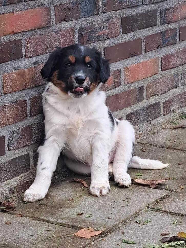 Prachtige pup., Dieren en Toebehoren, Honden | Chihuahua's en Gezelschapshonden, Reu, Overige rassen, Particulier, Eén hond, Nederland