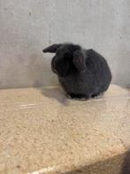 Mooie minilop ram, Dieren en Toebehoren, Konijnen, Meerdere dieren, Dwerg
