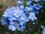 plumbago mannentrouw 3 stuks, Ophalen of Verzenden, Zomer, Overige soorten, Volle zon