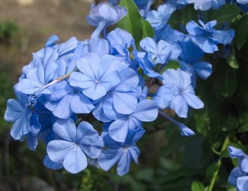 plumbago mannentrouw 3 stuks, Tuin en Terras, Planten | Tuinplanten, Overige soorten, Volle zon, Zomer, Ophalen of Verzenden