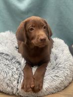 labrador pups, Dieren en Toebehoren, Honden | Retrievers, Spaniëls en Waterhonden, CDV (hondenziekte), 8 tot 15 weken, Labrador retriever