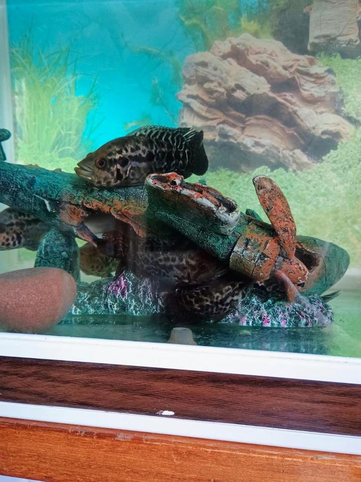 Cichlides (jaguar vis) van 6cm tot 15cm v.a. 25,-, Dieren en Toebehoren, Vissen | Aquariumvissen, Vis