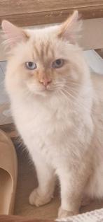 Gastgezin gezocht voor onze Siberische Neva kater., Dieren en Toebehoren, Katten en Kittens | Raskatten | Korthaar, Kater