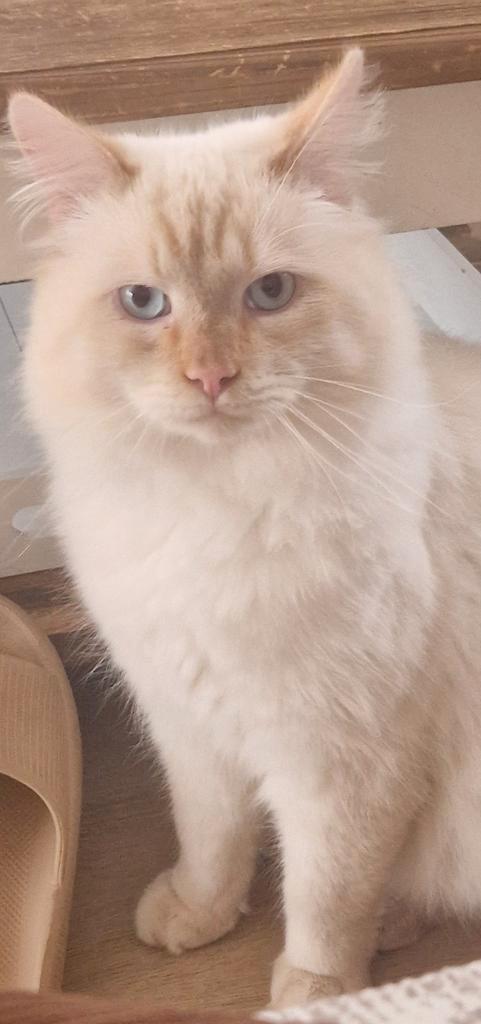 Gastgezin gezocht voor onze Siberische Neva kater., Dieren en Toebehoren, Katten en Kittens | Raskatten | Korthaar, Kater