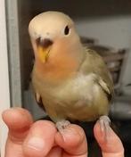 Agapornis Roseicollis dwergpapegaai te koop, Geslacht onbekend, Dwergpapegaai of Agapornis