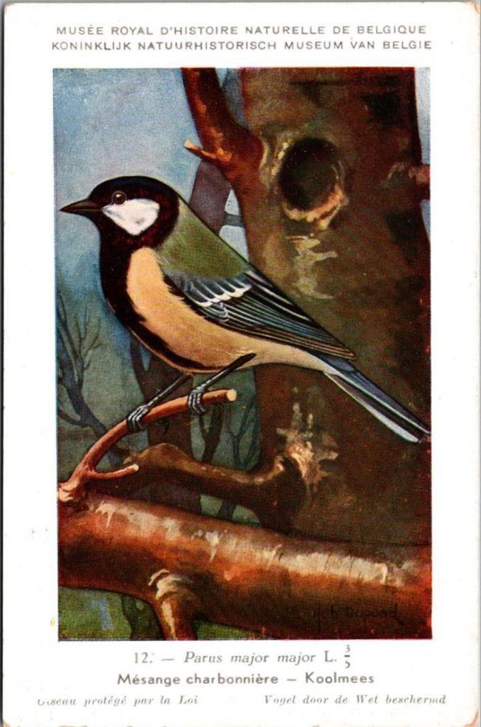 Koolmees – Nº12 – Belgian Museum Print –- (Hub. Dupond)\, Verzamelen, Verzenden, 1980 tot heden, Ongelopen, Vogel