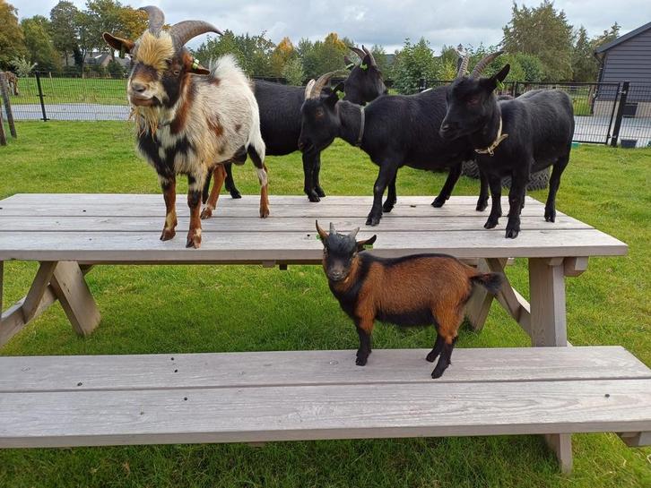 Bruin/zwart mini dwerggeit bokje, Dieren en Toebehoren, Schapen, Geiten en Varkens, Geit, Mannelijk, 0 tot 2 jaar