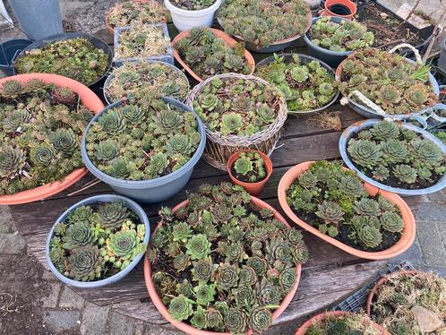 Vetplanten (succulenten), Tuin en Terras, Planten | Tuinplanten, Overige soorten, Volle zon, Zomer, Ophalen
