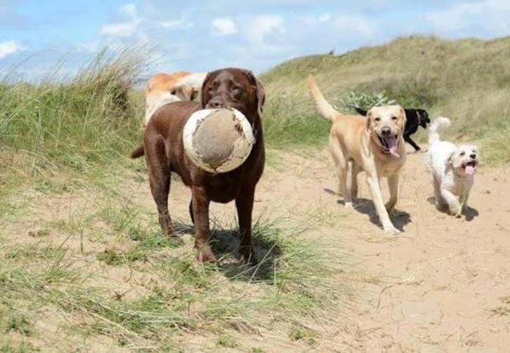 Hondenuitlaatservice in Amsterdam Zuid-Oost, Diensten en Vakmensen, Dieren | Honden | Verzorging, Oppas en Les, Particuliere oppas