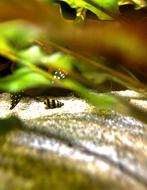 helena slak, Dieren en Toebehoren, Vissen | Aquariumvissen, Slak of Weekdier