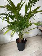Palm met pot, Huis en Inrichting, Kamerplanten, 100 tot 150 cm, Palm, Halfschaduw, Ophalen