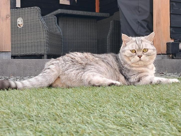 Gouden mandje gezocht voor ons britskorthaar meisje Nouchi, Dieren en Toebehoren, Katten en Kittens | Overige Katten, Kortharig