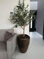 Kunst olijfboom kunstboom kunstolijfboom nep olijf, Ophalen, Zo goed als nieuw, Binnen