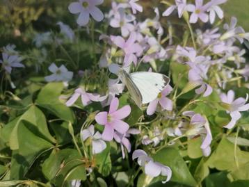 Oxalis triangularis Fanny knollen, vlinderplant/geluksklaver beschikbaar voor biedingen