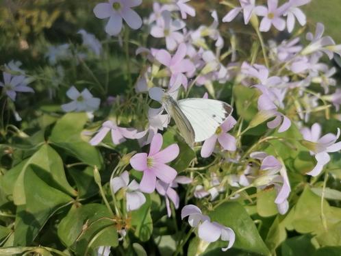 Oxalis triangularis Fanny knollen, vlinderplant/geluksklaver, Huis en Inrichting, Kamerplanten, Overige soorten, Minder dan 100 cm