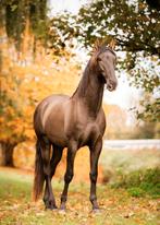 4 jarige pre Andalusiër hengst, Dieren en Toebehoren, Paarden, 3 tot 6 jaar, 160 tot 165 cm, Recreatiepaard, Gechipt