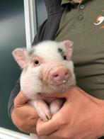 Bonte minivarkens | Tamme biggen van varkens, minivarken, Dieren en Toebehoren, Schapen, Geiten en Varkens, Schaap, 0 tot 2 jaar