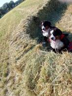 Berner Sennen pups met stamboom, CDV (hondenziekte), Meerdere, Meerdere dieren, Nederland
