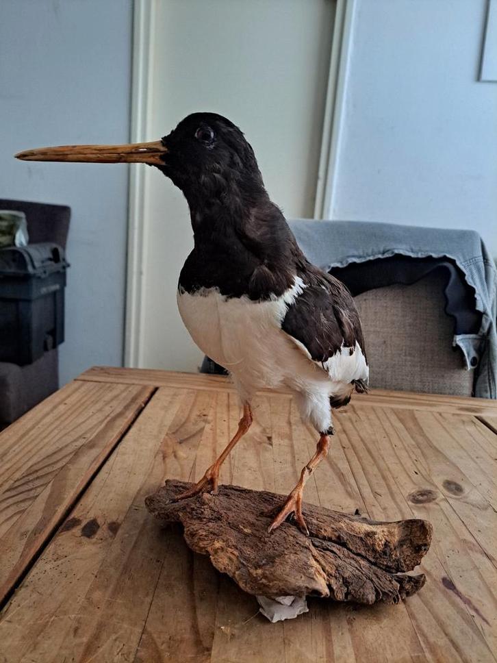taxidermie Taxidermy Opgezette "scholenekster", Verzamelen, Dierenverzamelingen, Zo goed als nieuw, Opgezet dier, Vogel, Ophalen of Verzenden