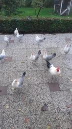 Kippen, Dieren en Toebehoren, Pluimvee