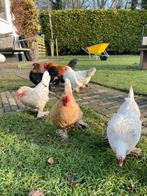 Broedeieren hollandse sabelpootkriel, Geslacht onbekend, Kip