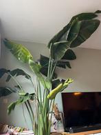 Strelizia, groot!, Huis en Inrichting, Kamerplanten, Ophalen, In pot, Volle zon, 200 cm of meer