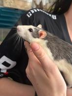 2 super tamme mooie husky rat ratjes mannen. Nu €18 euro, Rat, Maart, Mannelijk, Tam
