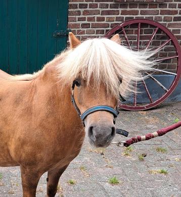 Bereden en betuigde merrie beschikbaar voor biedingen