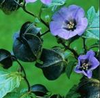 Zegekruid Nicandra zaden, Ophalen of Verzenden, Voorjaar, Volle zon, Zaad