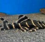 L204 wildvang (3 stuks), Vis, Zoetwatervis