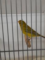 Kanaries, Dieren en Toebehoren, Vogels | Kanaries, Meerdere dieren, Kleurkanarie