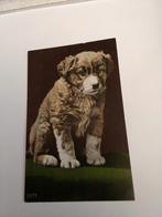 SCHATTIG. PUPPY, Verzamelen, Ansichtkaarten | Themakaarten, Ophalen of Verzenden, Voor 1920, Overige thema's