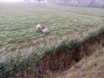 Tekoop 3 schapen, Dieren en Toebehoren, Vrouwelijk, Schaap