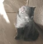 Ragdoll X Britste korthaar kittens, Dieren en Toebehoren, Katten en Kittens | Raskatten | Korthaar, Meerdere dieren, Ontwormd