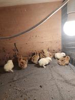 Cochin kriel kuikens zie omschrijving!!, Dieren en Toebehoren, Pluimvee, Meerdere dieren, Kip