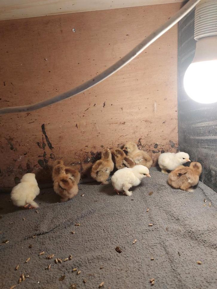 Cochin kriel kuikens zie omschrijving!!, Dieren en Toebehoren, Pluimvee, Kip, Meerdere dieren