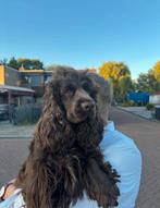 Engelse cocker spaniël puppy’s, Teef, Eén hond, Spaniël, 3 tot 5 jaar