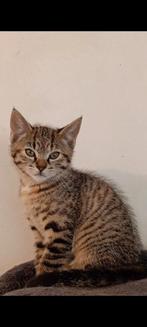 Cyperse kitten poesjes ze mogen weg schildpad kleur, Dieren en Toebehoren, Katten en Kittens | Raskatten | Korthaar, Meerdere dieren